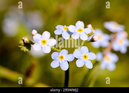 Kleine blaue Blumen, auch genannt Forget Me Not (Myosotis), unter den warmen Sommersonnen Stockfoto