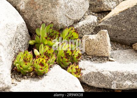 Sempervivum tectorum, das auf einer Felsenanlage oder einem Steingarten wächst - Permakultur-Konzept Stockfoto