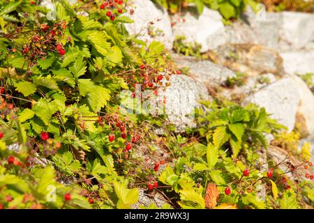 Fragaria vesca oder wilde Erdbeeren, die auf der sonnigen Seite einer Felsenanlage oder eines Steingartens wachsen - Permakultur-Konzept Stockfoto