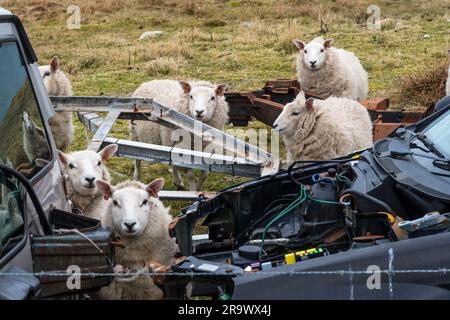 Neugierige Schafe versammelten sich um alte, verschrottete Autos auf den Shetland-Inseln. Stockfoto