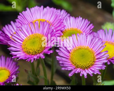 Lila und gelbe Sommerblumen des Teppichs Fleaban, Erigeron glaucus „Sea Breeze“ Stockfoto