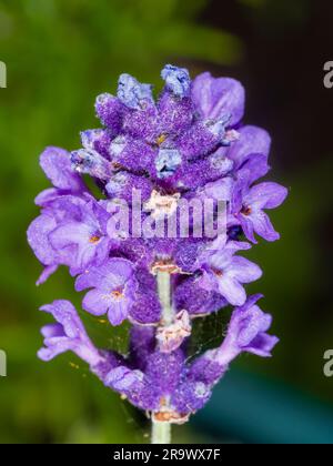 Nahaufnahme eines einzelnen Blumenkopfes mit einzelnen Blüten des englischen Lavenders, Lavandula angustifolia „Hidcote“ Stockfoto