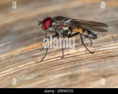 Seitenansicht einer erwachsenen männlichen Kleinfliege, Fannia canicularis, eine Schädlingsart und Krankheitsüberträger Stockfoto