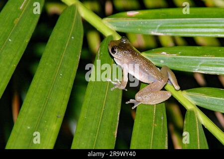 Gemeiner Nebelfrosch (Ranoidea rheocola) aus Daintree, Nord-Queensland, Australien. Stockfoto