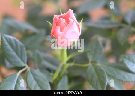 Einzelnes, blassrosa Rosenknospen im August in Großbritannien Stockfoto