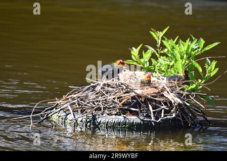 Den Helder, Niederlande. 3. Juni 2023. Junge Hündinnen mit Mutter im Nest. Hochwertiges Foto Stockfoto