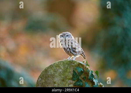 Little Owl (Athene noctua), Alarm wegen efeubedeckten Grabsteins auf einem alten jüdischen Friedhof, Tschechische Republik Stockfoto