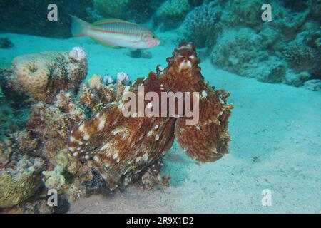 Großer blauer Tintenfisch (Octopus cyaneus), Tauchplatz House Reef Mangrove Bay, El Quesir, Ägypten, Rotes Meer Stockfoto