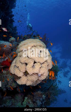 Blasenkorallen (Plerogyra sinuosa) und Gruppe von meergolden (Pseudanthias squamipinnis), Taucher im Hintergrund. Tauchplatz St. Johns Reef, Rotes Meer Stockfoto