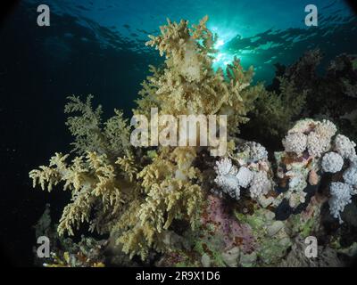 Brokkolibaum (Litophyton Arboreum) im Abendlicht, Sonnenstrahlen. Tauchplatz House Reef, Mangrove Bay, El Quesir, Rotes Meer, Ägypten Stockfoto