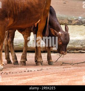 Watussi, Watussi Rinder, Ankol Rinder, ostafrikanische Hausrinder (Bos primigenius taurus), Kühe mit Kalb, ZOOM Erlebniswelt Gelsenkirchen, Ruhr Stockfoto