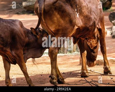 Watussi, Watussi Rinder, Ankol Rinder, ostafrikanische Hausrinder (Bos primigenius taurus), Kuhsaugkalb, ZOOM Erlebniswelt Gelsenkirchen Stockfoto