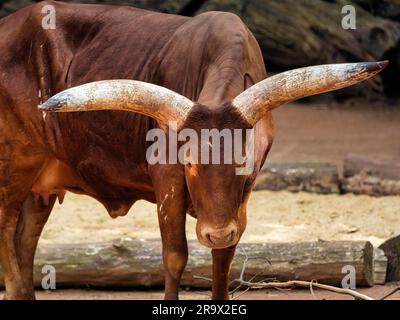 Watussi, Watussi-Rinder, Ankol-Rinder, ostafrikanisches Hausrinder (Bos primigenius taurus) mit großen Hörnern, Nahaufnahme, ZOOM Erlebniswelt Stockfoto