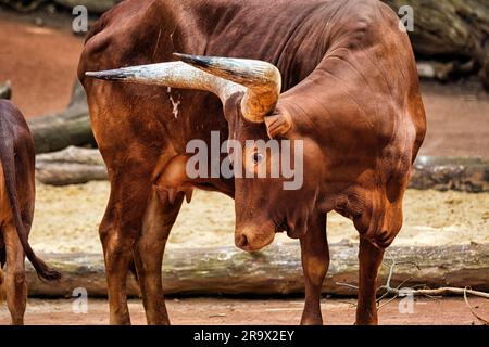 Watussi, Watussi Rinder, Ankol Rinder, ostafrikanisches Hausrinder (Bos primigenius taurus) mit großen Hörnern, ZOOM Erlebniswelt Gelsenkirchen, Ruhr Stockfoto