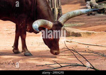 Watussi, Watussi-Rinder, Ankol-Rinder, ostafrikanisches Hausrinder (Bos primigenius taurus) mit großen Hörnern, Nahaufnahme, ZOOM Erlebniswelt Stockfoto