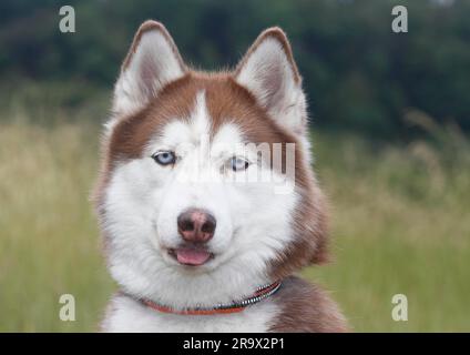 Sibirischer Husky (Canis lupus familaris), weiblich, 3 Jahre, Portraet, Nordrhein-Westfalen, Deutschland Stockfoto