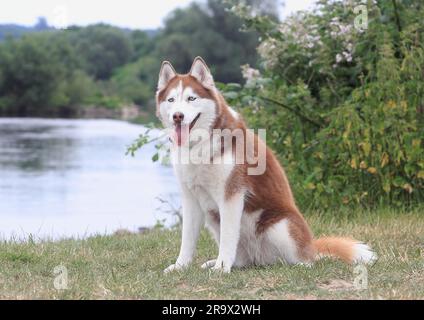 Sibirischer Husky (Canis lupus familaris), weiblich, 3 Jahre, am Wasser sitzend, Nordrhein-Westfalen, Deutschland Stockfoto