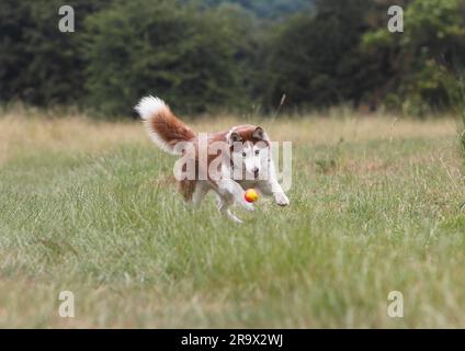 Sibirischer Husky (Canis lupus familaris), weiblich, 3 Jahre, jagt Ball, Nordrhein-Westfalen, Deutschland Stockfoto