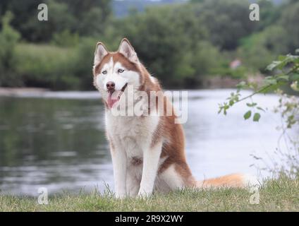 Sibirischer Husky (Canis lupus familaris), weiblich, 3 Jahre, am Wasser sitzend, Nordrhein-Westfalen, Deutschland Stockfoto