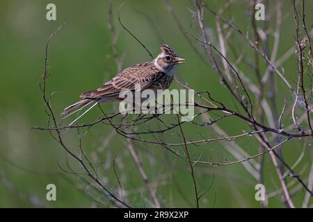 Eurasische Skylark (Alauda arvensis) auf dem Ast, Tempelhofer Feld, Berlin, Deutschland Stockfoto