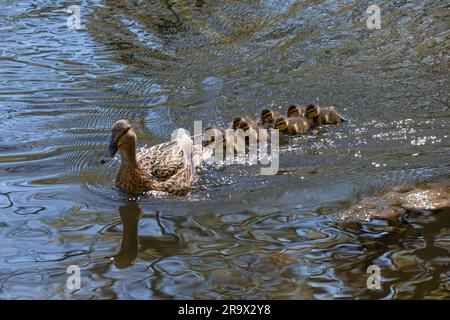 Mallard (Anas platyrhynchos) mit jungen Schwimmen auf einem Teich im Tiergarten, Berlin Stockfoto