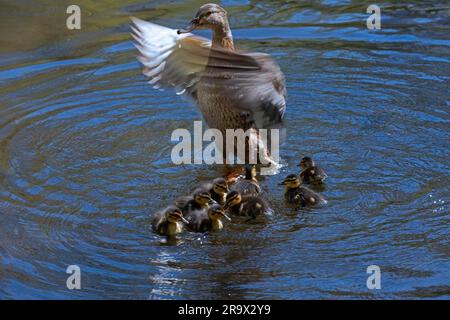 Mallard (Anas platyrhynchos) flattert mit jungen Schwimmen auf einem Teich im Tiergarten Stockfoto