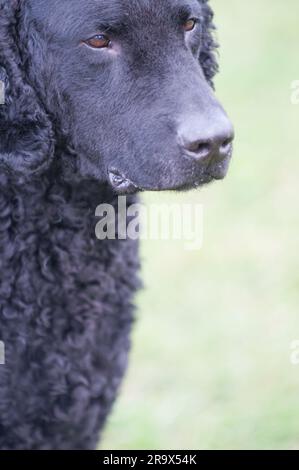 Nahaufnahme von Curly-Coated Retriever in der Profilansicht Stockfoto