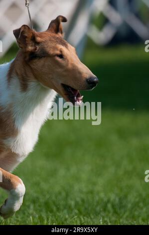 Glatt beschichtetes Collie in der Profilansicht während einer Hundeshow Stockfoto