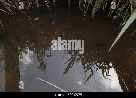 Blick auf einen kleinen, schmutzigen, halbstädtischen Wasserkanal, mit einigen Fischen und geworfenem Abfall, der Himmel reflektiert auf der Wasseroberfläche Stockfoto