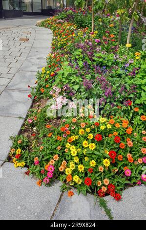 Blumenbeet mit Frühlingsblumenbeet und Zinnien (Zinnia), Kempten, Allgaeu, Bayern, Deutschland Stockfoto