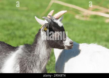 Junge Ziege mit schwarzen Flecken auf einer ländlichen Wiese im Frühling Stockfoto