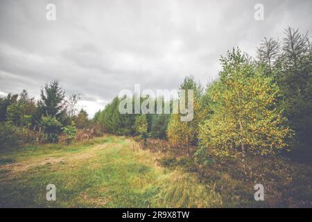 Landschaft mit gelben Birken im Herbst Stockfoto