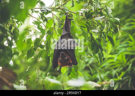 Fledermaus kopfüber in einem grünen Regenwald bei Tageslicht Stockfoto