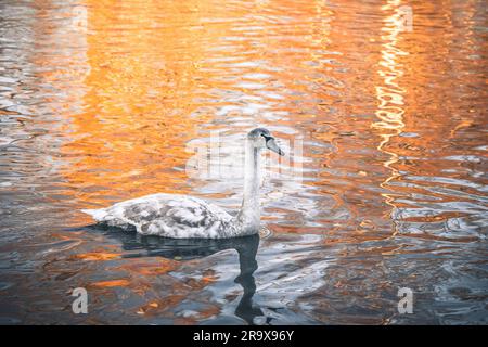 Swan Cygnet Federn von grau zu weiß ändern und Schwimmen in einem See auf einer fast morgens den Sonnenaufgang Stockfoto