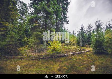 Umgestürzte Bäume in einem Pinienwald im Herbst Stockfoto