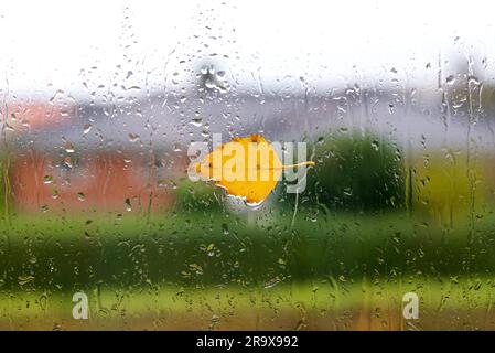 Herbstwetter mit einem gelb Birkenblatt auf einem nassen Fenster nach dem Regen im Herbst im Oktober Stockfoto