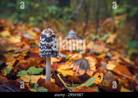 Coprinopsis Picacea Pilze in eine Herbstlandschaft in einem Wald mit bunten Herbst Blätter auf dem Boden und ein Pilz im Hintergrund Stockfoto