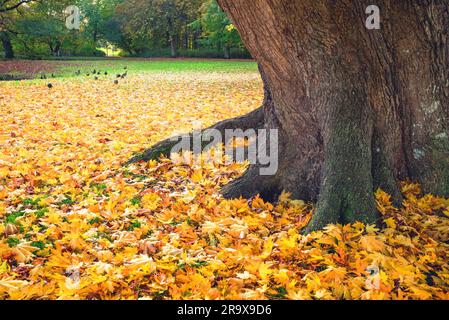 Herbst-Szene in einem Park mit gelben Herbst Ahorn Blätter unter einem großen Baum im Herbst mit Enten herumlaufen im Hintergrund Stockfoto