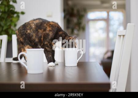 Die ungezogene Katze trinkt zu Hause aus dem Becher auf dem Esstisch. Haustier. Stockfoto