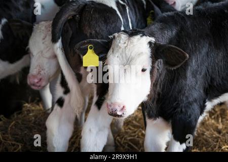 Kälber in einen kleinen Stall mit wenig Platz auf dem ländlichen Bauernhof mit Rindern Stockfoto