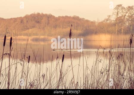 Silhouetten von Tall hetzt von einem idyllischen See am Morgen mit einer Ente Familie vorbei Stockfoto