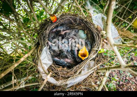 Birdnest von oben mit frisch geschlüpfte hungrig Amseln schreien für Essen Stockfoto