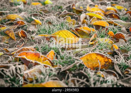 Gefrorene Blätter im Herbst Farben in den frühen Winter mit Raureif in der Morgensonne abgedeckt Stockfoto