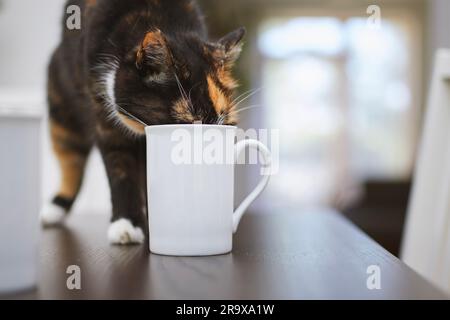 Die ungezogene Katze trinkt zu Hause aus dem Becher auf dem Esstisch. Haustier. Stockfoto