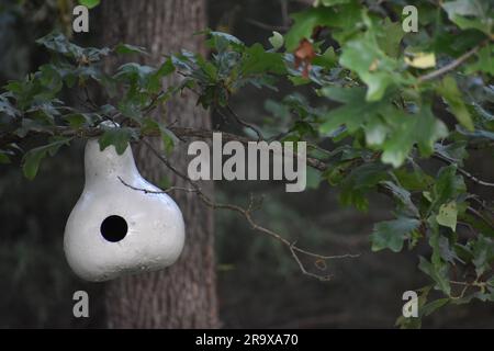 Ein Kürbis, der ausgehöhlt, bemalt und in einer Eiche aufgehängt wurde, um als Vogelhaus zu dienen. Helles Weiß vor dunklem Hintergrund. Stockfoto