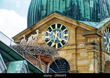 Weiße Störche (Ciconia ciconia), junge Störche im Nest, Bayern, Deutschland Stockfoto