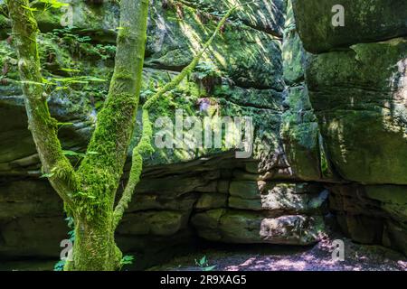 Moosbedeckte Bäume und Felsen auf einem Wanderweg in der Sächsischen Schweiz. Bizarre Felsskulpturen und düstere Schluchten inspirierten romantische Künstler wie Caspar David Friedrich. Malerweg durch die Sächsische Schweiz. Lohmen/Stadt Wehlen, Deutschland Stockfoto