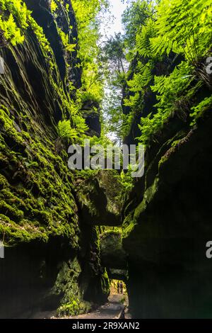 Wanderweg durch das Utterwalde-Felstor. Die Säschsische Schweiz ist berühmt für ihre bizarren Felsskulpturen und düsteren Schluchten. Felstor im Uttewalder Grund auf dem Malerweg durch die Sächsische Schweiz. Lohmen/Stadt Wehlen, Deutschland Stockfoto