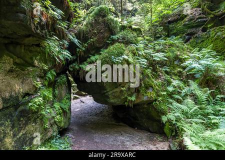 Bizarre Felsskulpturen, düstere Schluchten und grüne Schluchten. Die Sächsische Schweiz ist eine erosive Landschaft reich an Formationen, die durch Wind, Wetter und Wasser aus dem Bett einer Kreidezeit herausgeschnitten wurde. Malerweg durch die Sächsische Schweiz. Lohmen/Stadt Wehlen, Deutschland Stockfoto