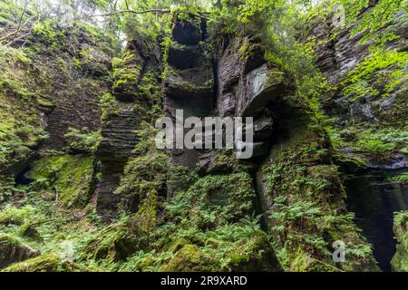 Moosbedeckte Bäume und Felsen auf einem Wanderweg in der Sächsischen Schweiz. Bizarre Felsskulpturen und düstere Schluchten inspirierten romantische Künstler wie Caspar David Friedrich. Malerweg durch die Sächsische Schweiz. Lohmen/Stadt Wehlen, Deutschland Stockfoto